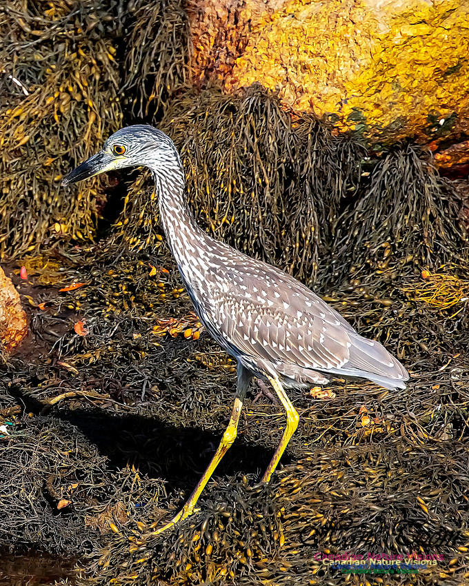 Yellow-crowned Night Heron 319