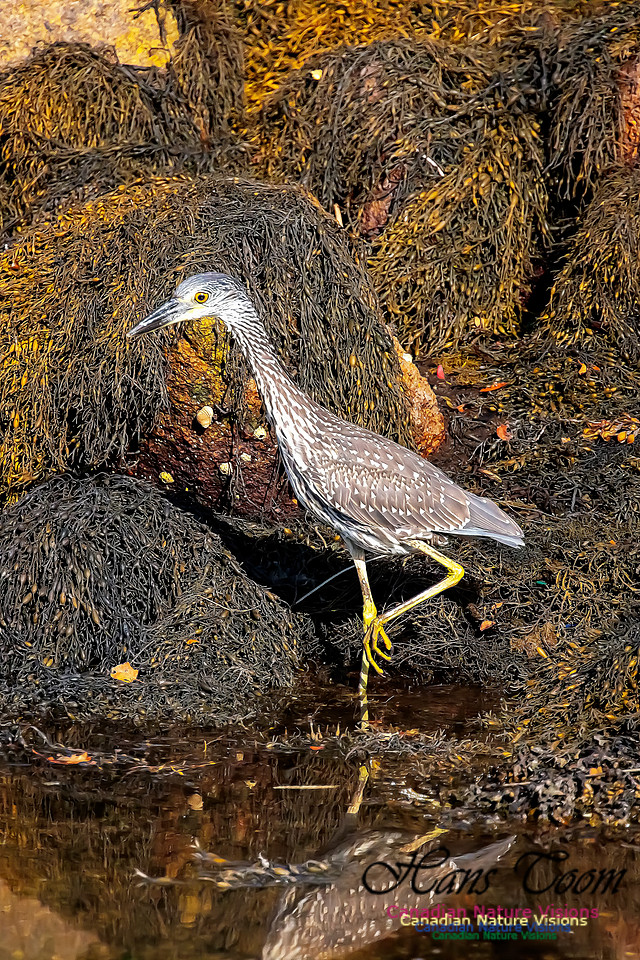 Yellow-crowned Night Heron 318