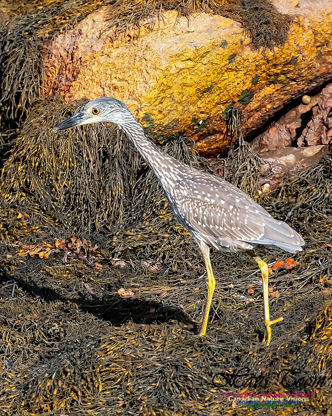 Yellow-crowned Night Heron 320