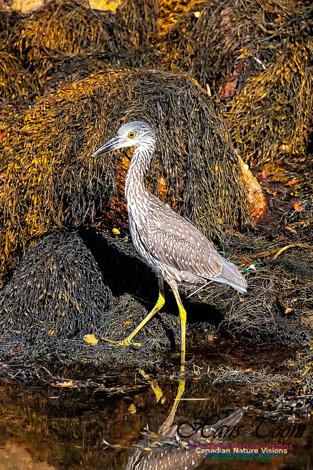 Yellow-crowned Night Heron 317