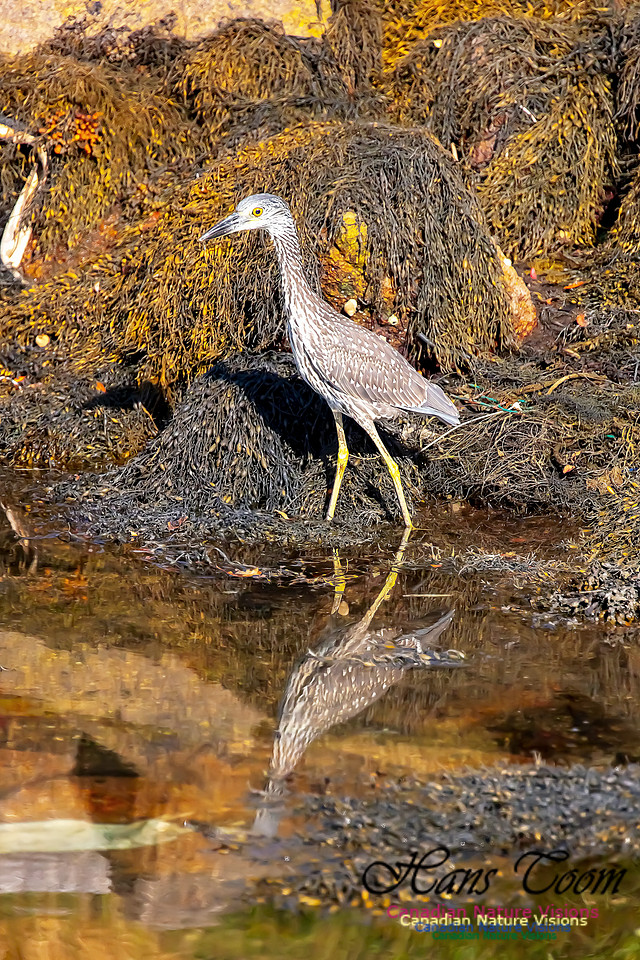 Yellow-crowned Night Heron 316