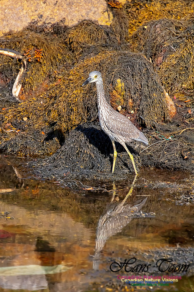 Yellow-crowned Night Heron 315