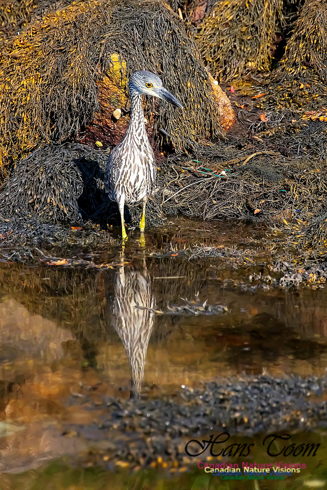 Yellow-crowned Night Heron 314