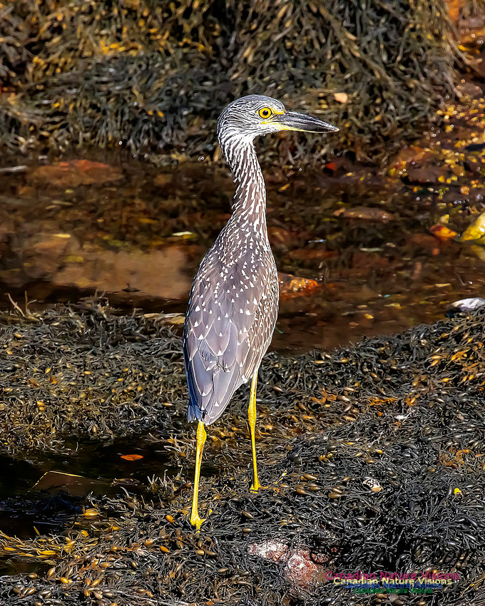 Yellow-crowned Night Heron 327