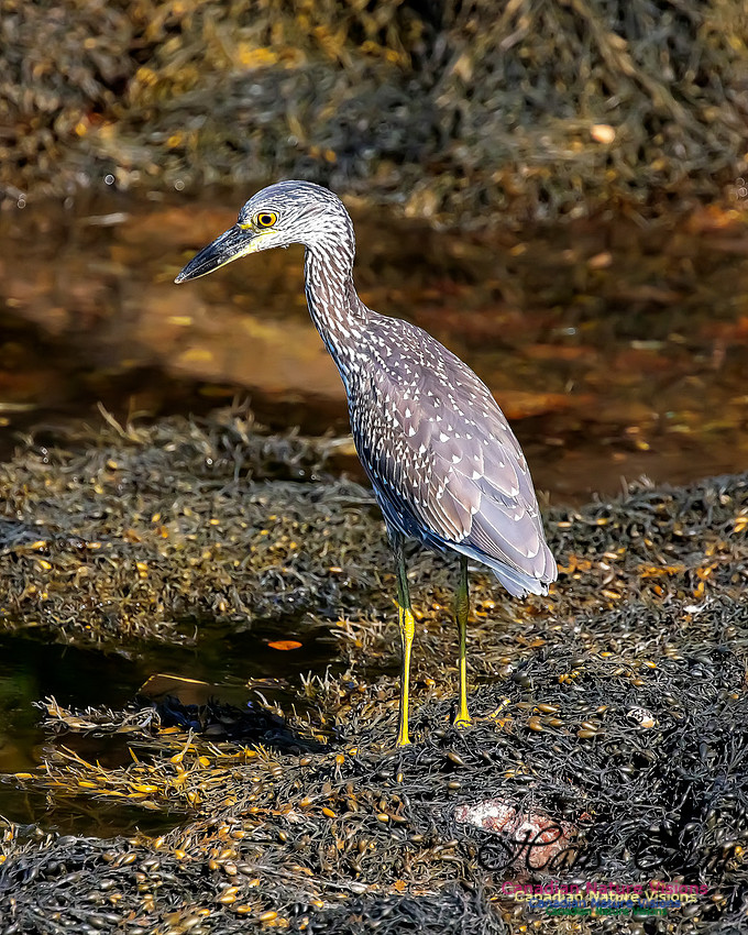 Yellow-crowned Night Heron 326
