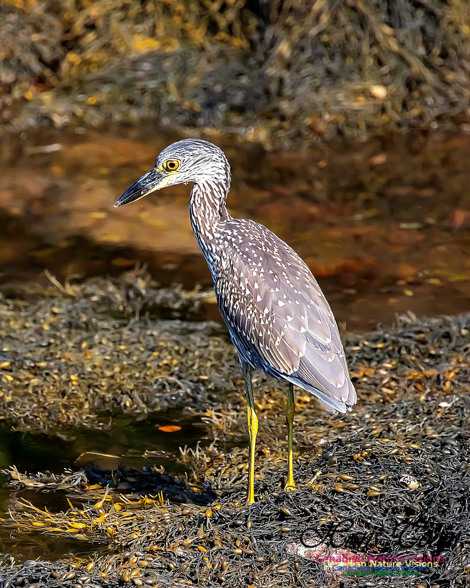 Yellow-crowned Night Heron 325