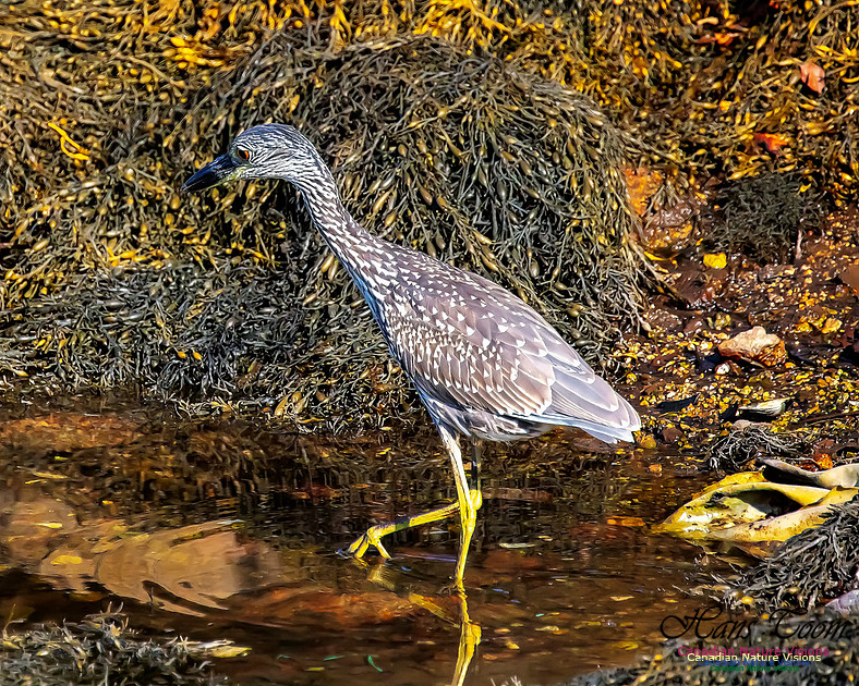 Yellow-crowned Night Heron 324