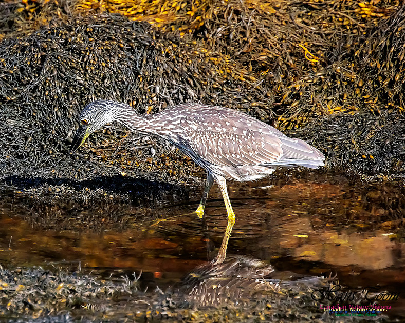 Yellow-crowned Night Heron 323