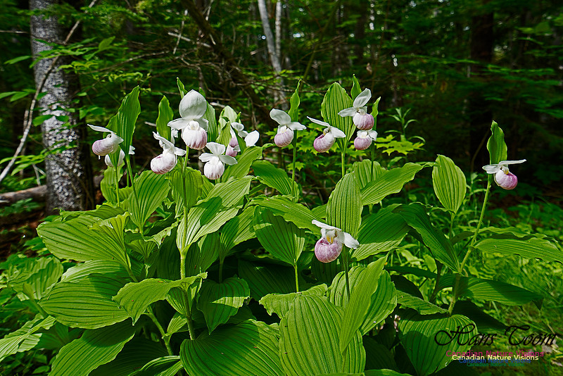 Showy Lady's Slipper Orchid 104
