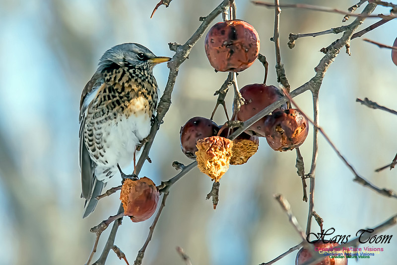 Fieldfare