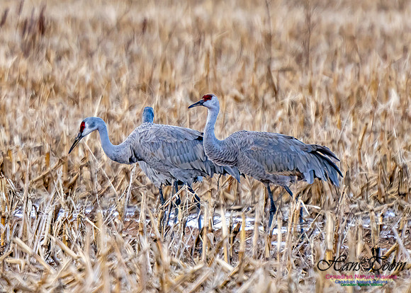Sandhill Crane 471