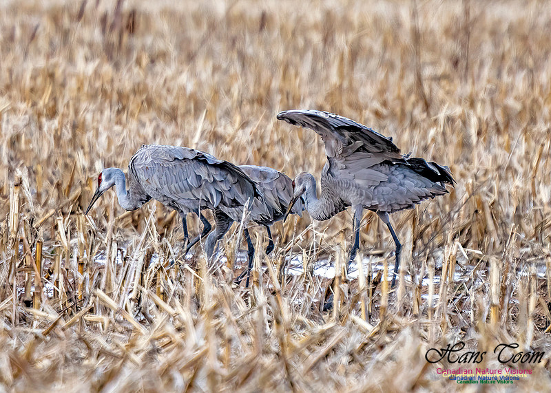 Sandhill Crane 470
