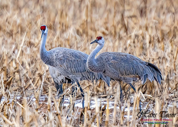 Sandhill Crane 472