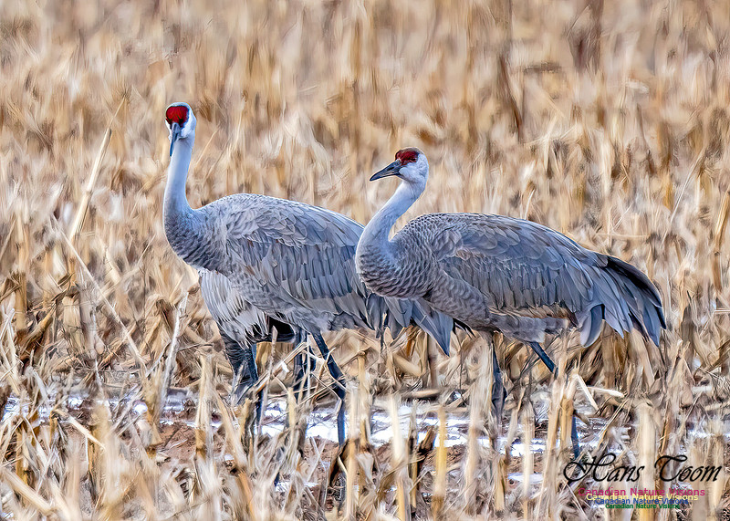 Sandhill Crane 472
