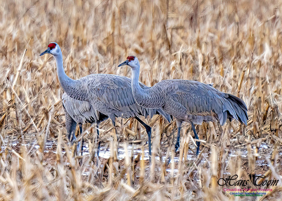 Sandhill Crane 473