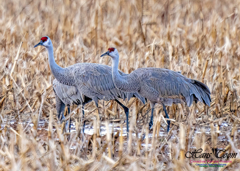 Sandhill Crane 473