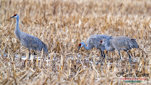 Sandhill Crane 474