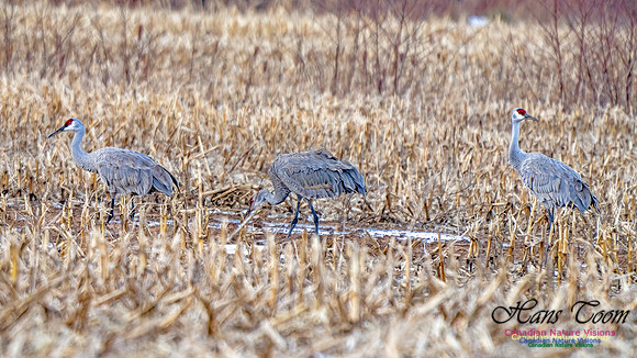 Sandhill Crane 475