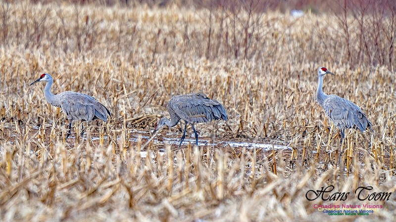 Sandhill Crane 475