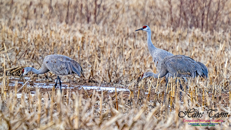 Sandhill Crane 477