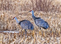 Sandhill Cranes