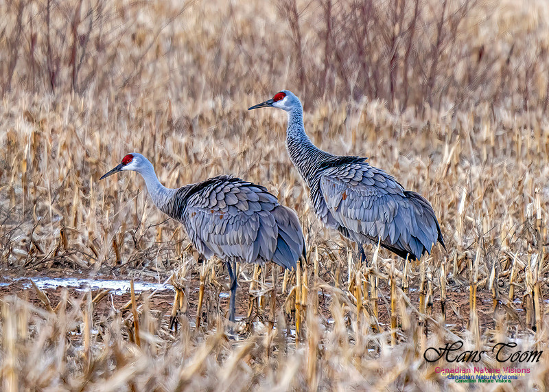 Sandhill Crane 478