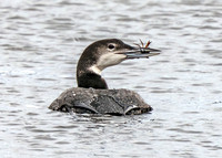 Common Loons Crabbing