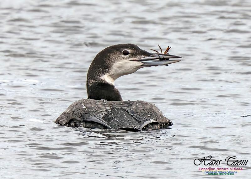Common Loon 461