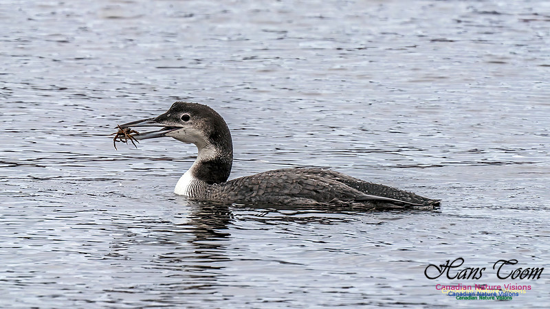 Common Loon 463