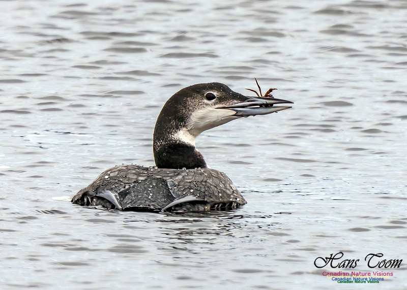 Common Loon 460