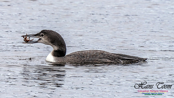 Common Loon 462