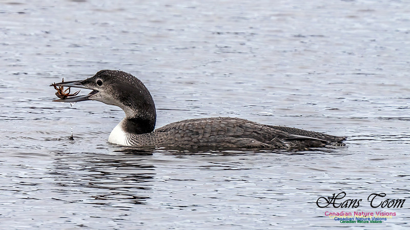 Common Loon 462