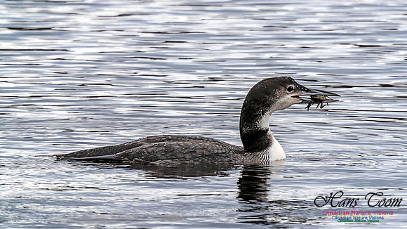 Common Loon 464