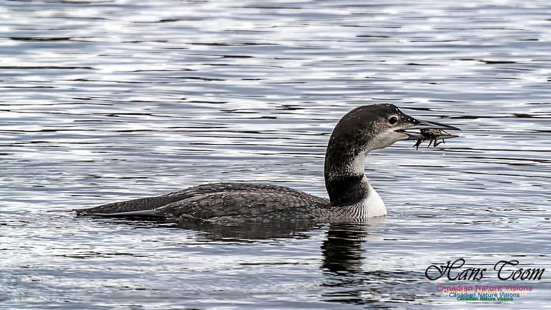 Common Loon 464