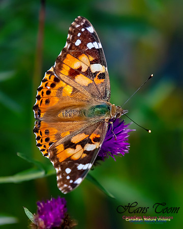 Painted Lady 61