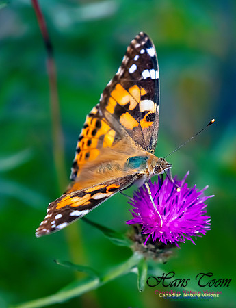 Painted Lady 62