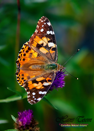 Painted Lady 60