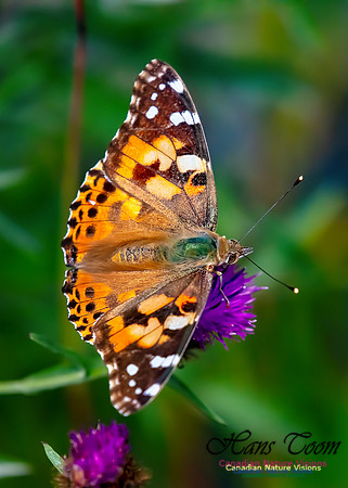 Painted Lady 63