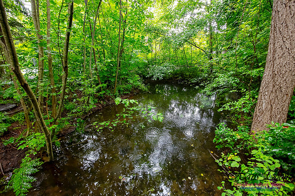 Woodland Pond 100