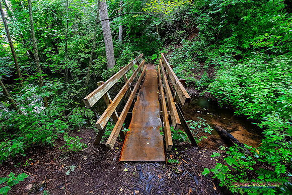 Woodland Creek 100