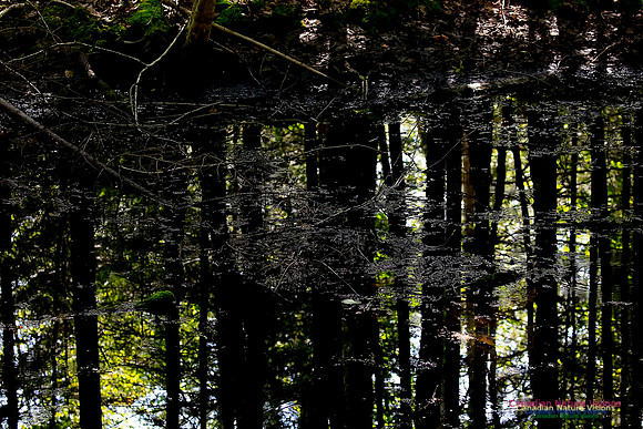 Reflections 106