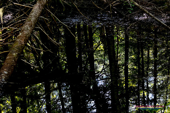 Reflections 105