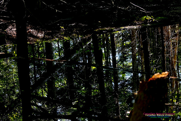Reflections 104