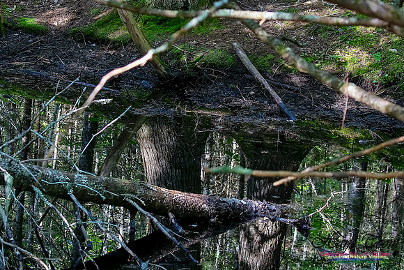 Reflections 103