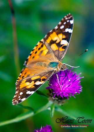 Painted Lady 64