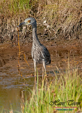 Yellow-crowned Night Heron 2