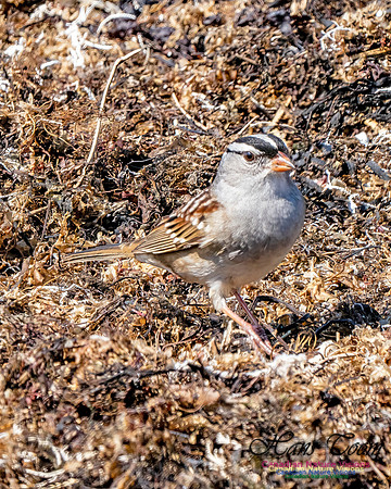 White-crowned Sparrow 304