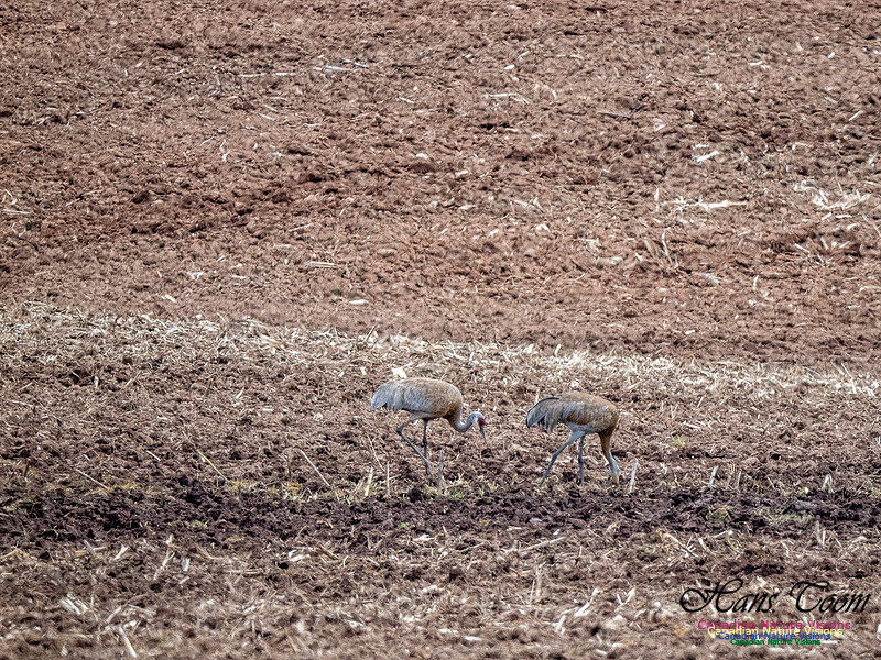Sandhill Crane 903