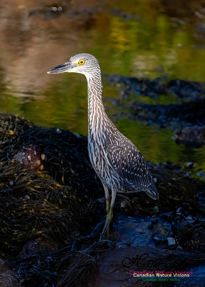 Yellow-crowned Night Heron 333