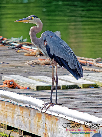 Great Blue Heron 1